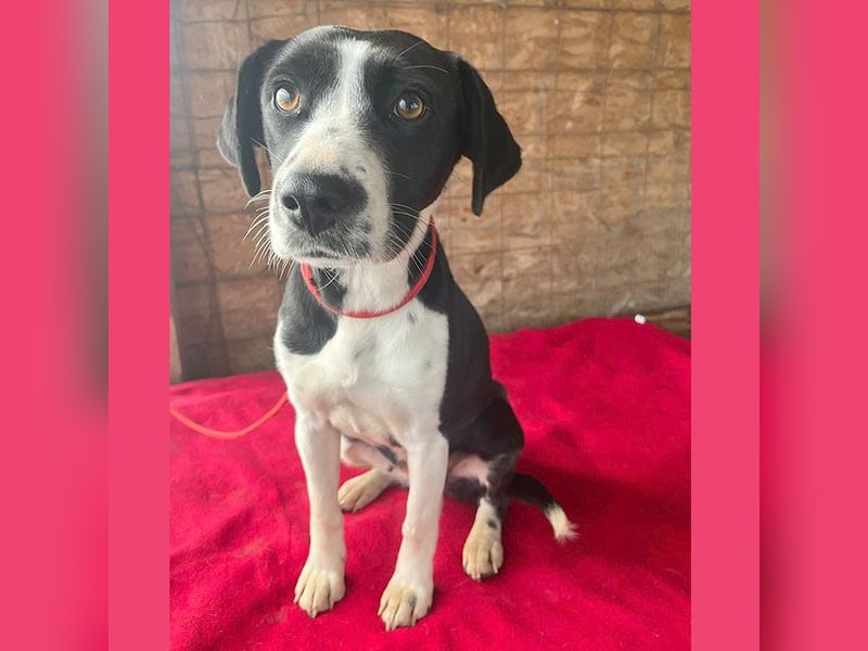 ❤️❤️❤️ treue Hundeseele LUCY - 1 Jahr, 42cm/14kg - Mischling