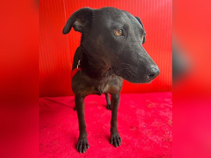 ❤️ liebenswerte DINA - 3 Jahre, 45cm/18kg - Mischling