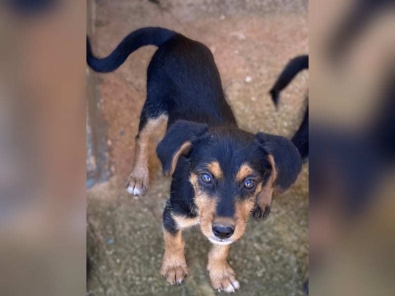 Kleiner ROSCO sucht Familienanschluß