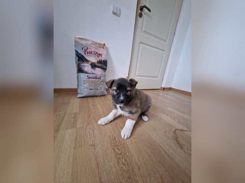 Timi, kleiner Hundemann sucht seine Menschen