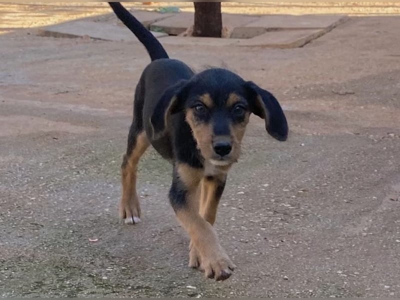 Kleiner ROSCO sucht Familienanschluß