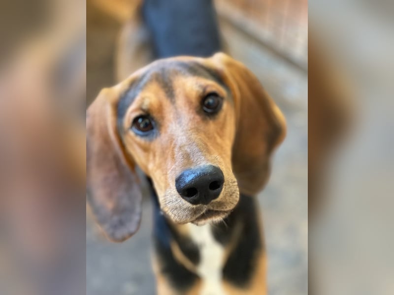 MEZZI auf Körbchensuche