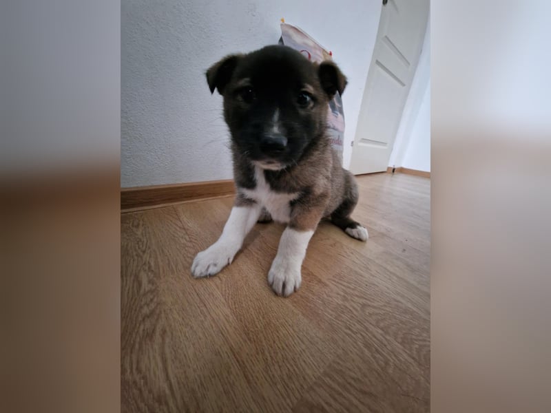 Timi, kleiner Hundemann sucht seine Menschen