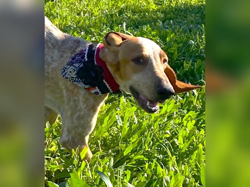 FRIXOS sucht Familienanschluß