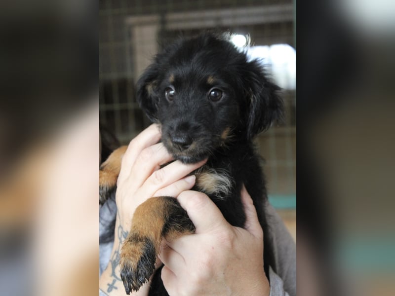 Süßer LUKE sucht Familienanschluß