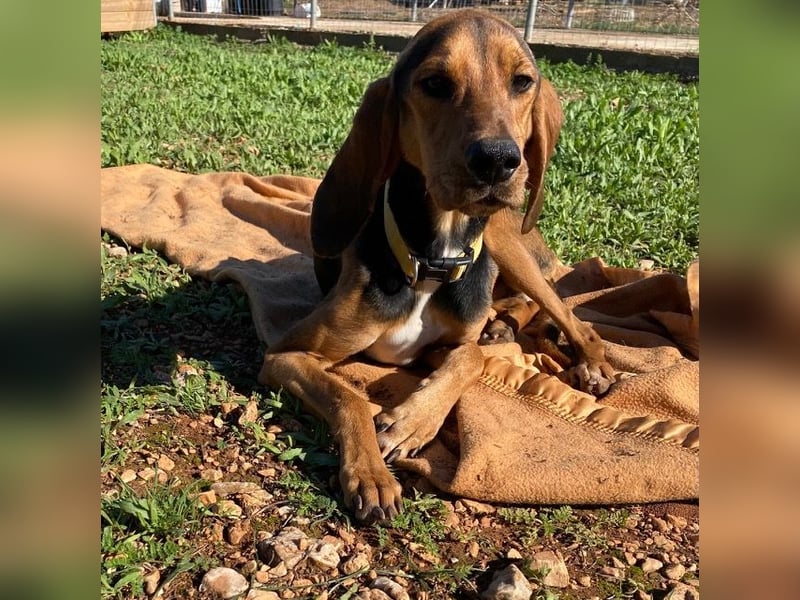 MEZZI auf Körbchensuche