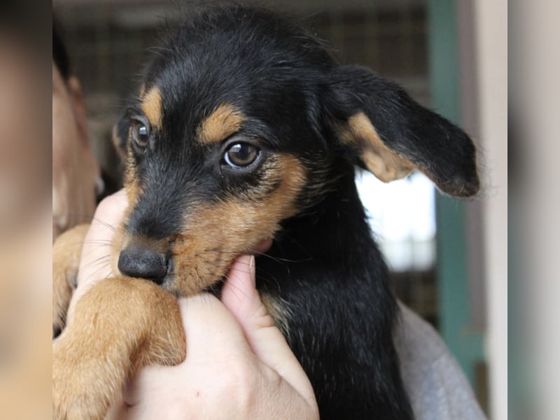 Kleiner ROSCO sucht Familienanschluß