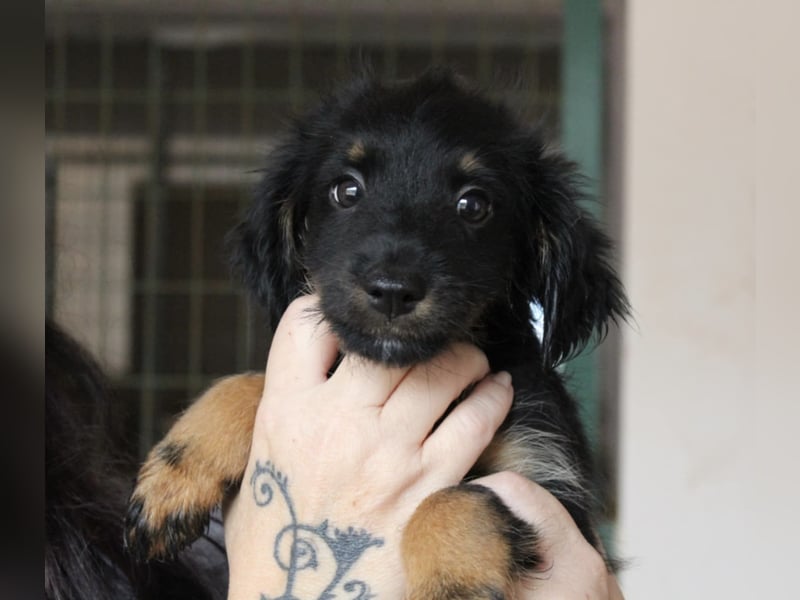 Süßer LUKE sucht Familienanschluß