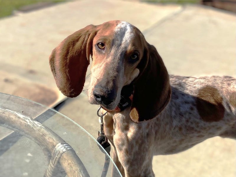 FRIXOS sucht Familienanschluß