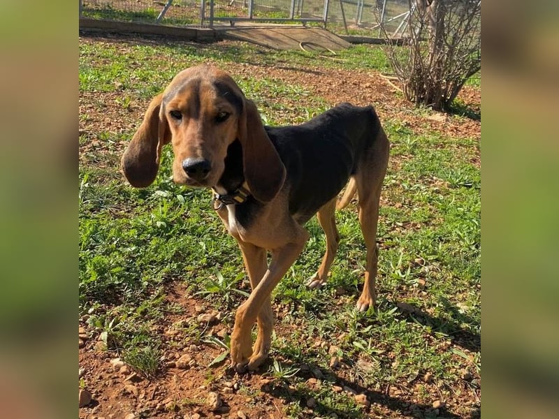 MEZZI auf Körbchensuche