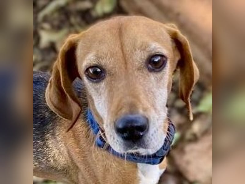 Couch gesucht für LINA