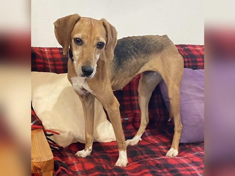 Couch gesucht für LINA