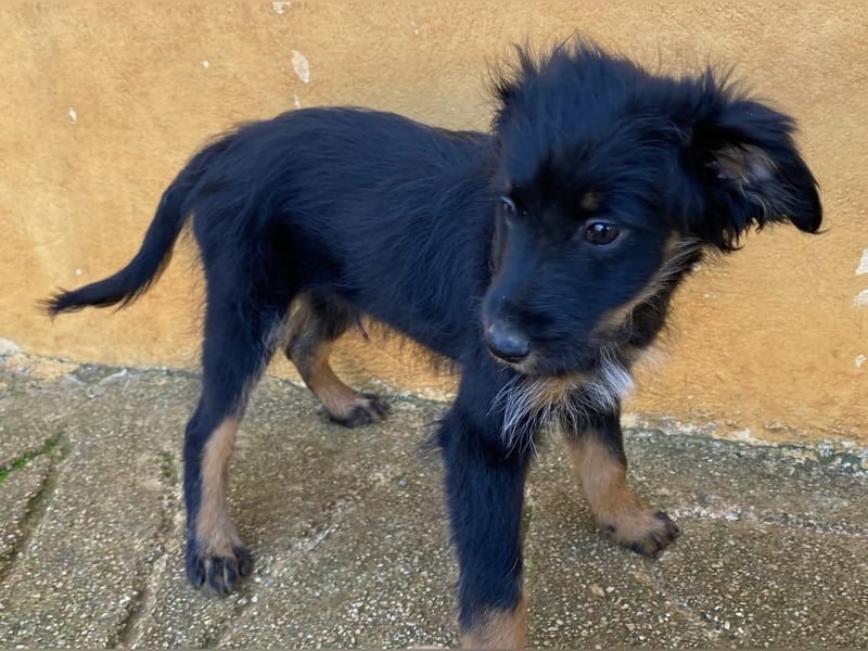 Süßer LUKE sucht Familienanschluß