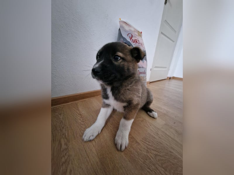 Timi, kleiner Hundemann sucht seine Menschen