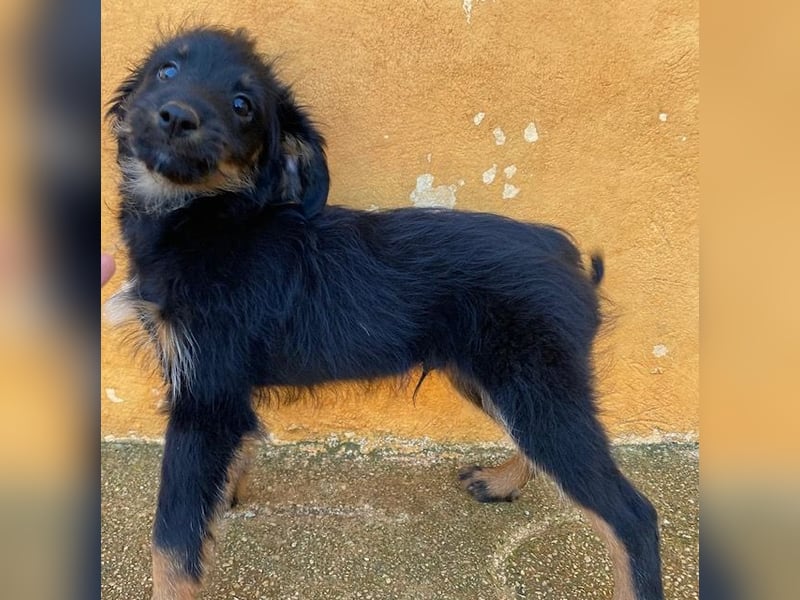 Süßer LUKE sucht Familienanschluß