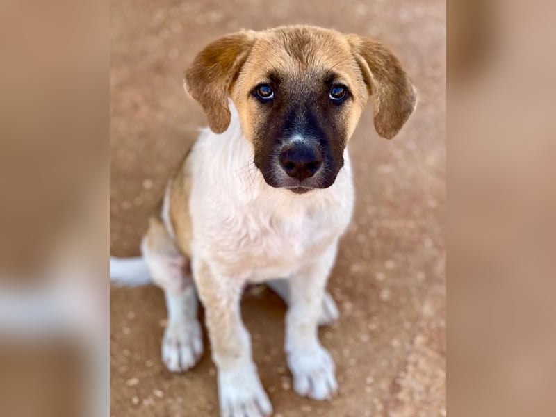 Familie gesucht für LUCKY