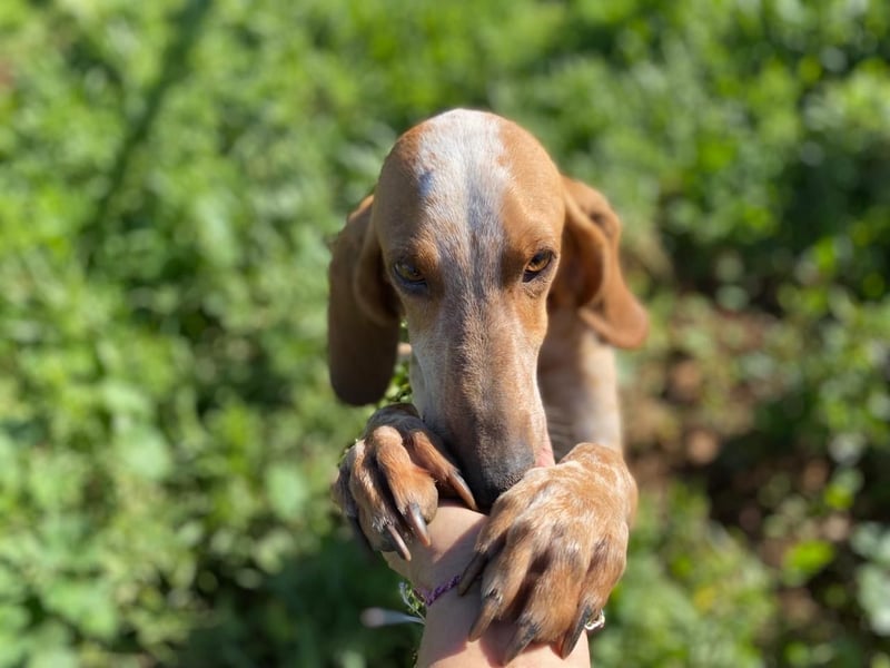 FRIXOS sucht Familienanschluß