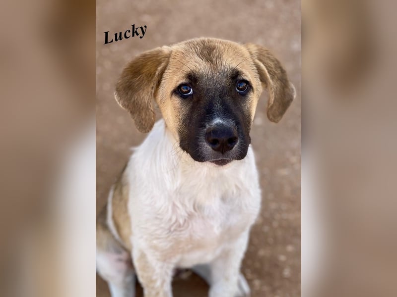 Familie gesucht für LUCKY