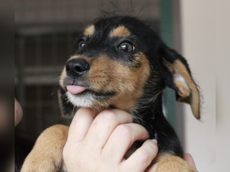 Kleiner ROSCO sucht Familienanschluß