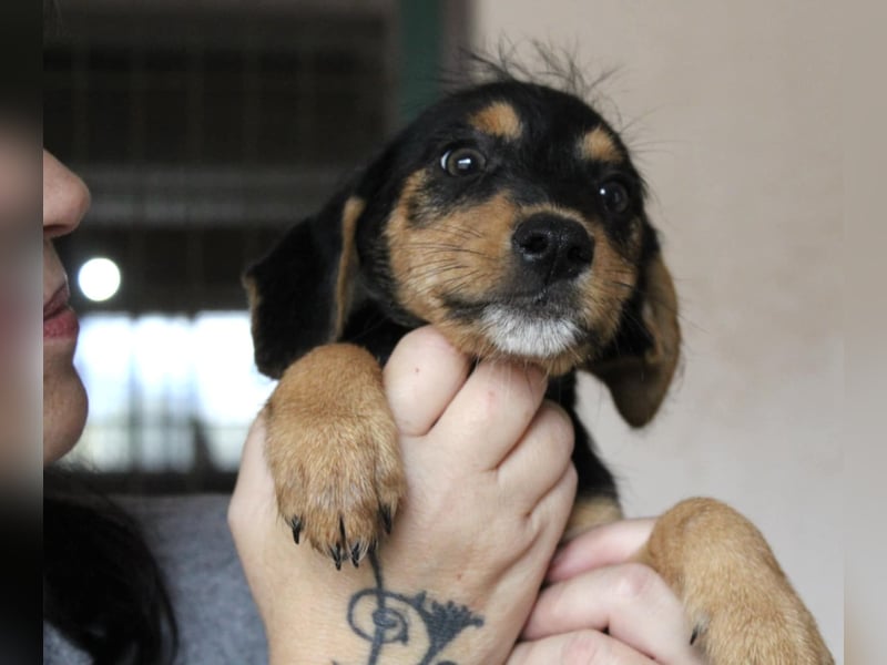 Kleiner ROSCO sucht Familienanschluß