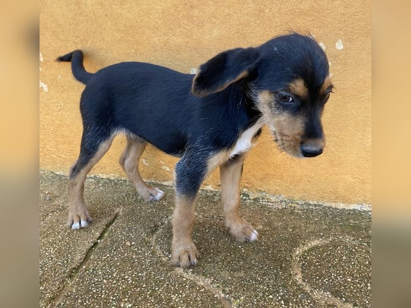 Kleiner ROSCO sucht Familienanschluß