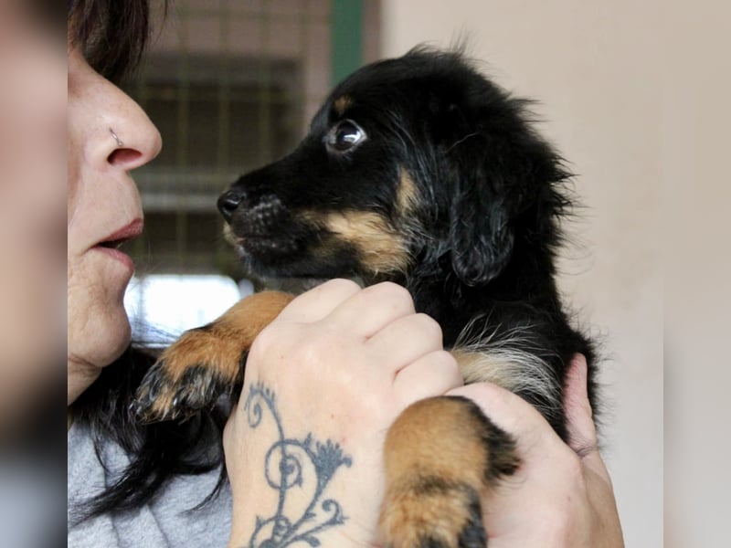 Süßer LUKE sucht Familienanschluß