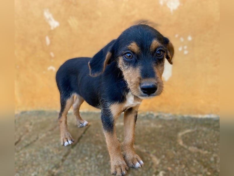 Kleiner ROSCO sucht Familienanschluß