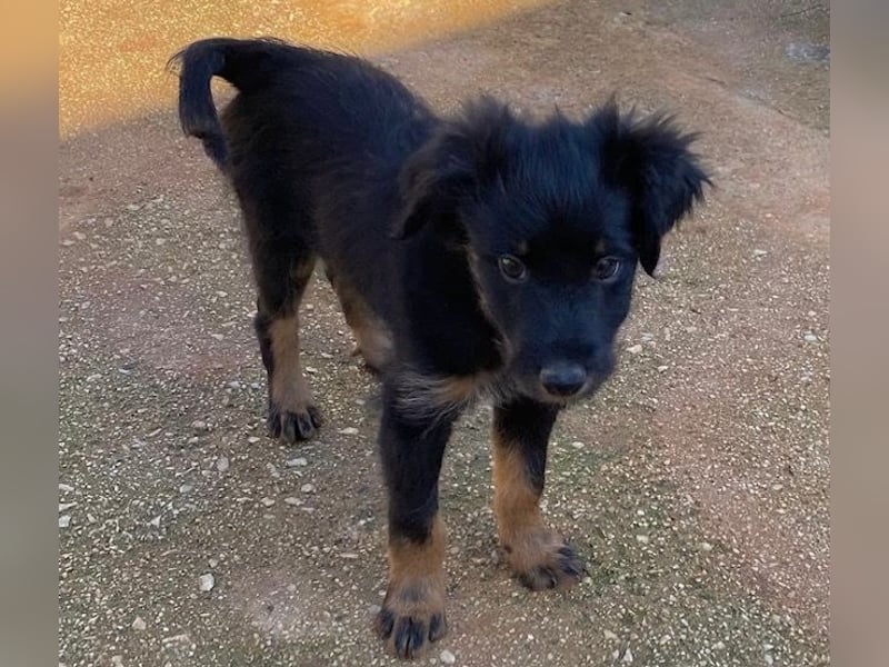 Süßer LUKE sucht Familienanschluß