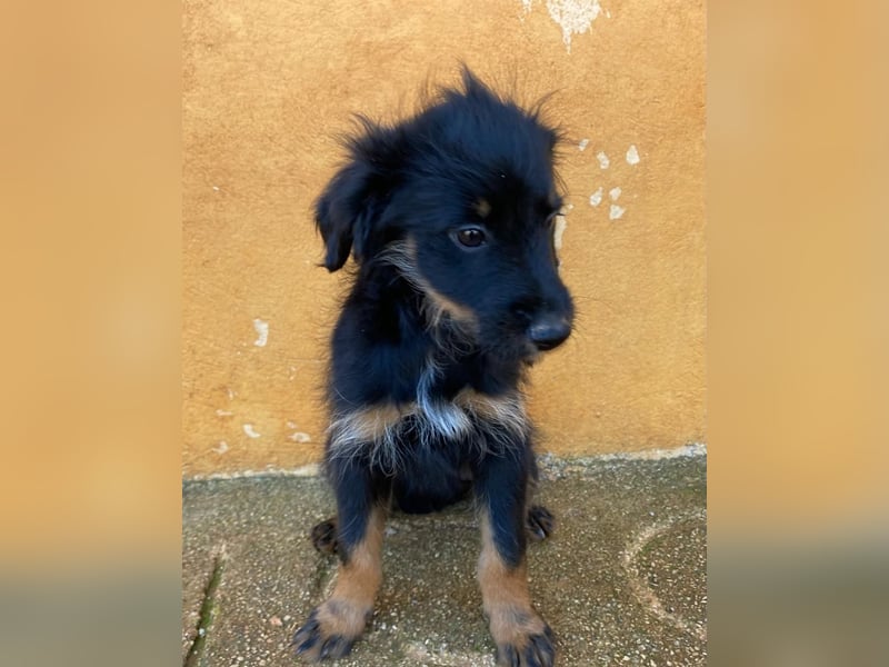 Süßer LUKE sucht Familienanschluß