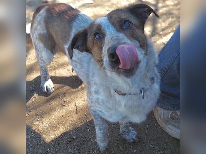 Boubis wartet in 35041 Marburg Boubis wartet in 35041 Marburg