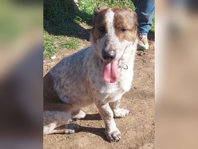 Boubis  - einfach ein freundlicher und guter Hund