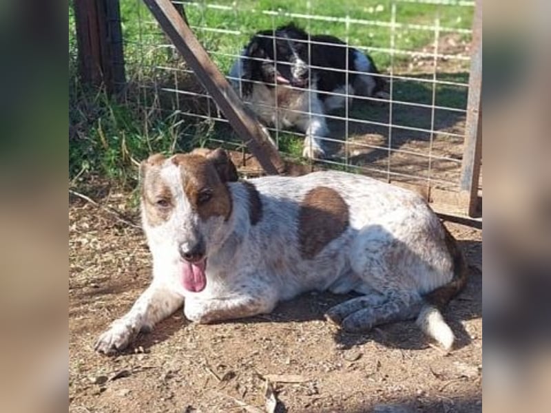 Boubis  - einfach ein freundlicher und guter Hund
