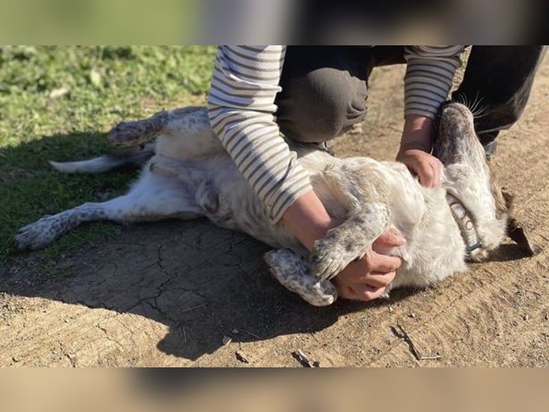 Boubis  - einfach ein freundlicher und guter Hund