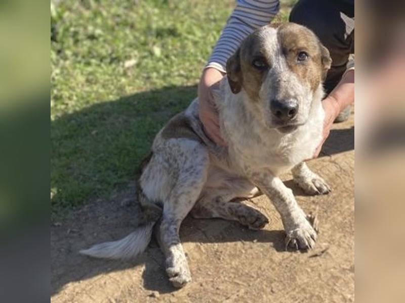 Boubis  - einfach ein freundlicher und guter Hund