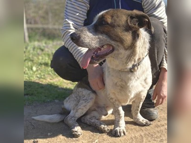 Boubis  - einfach ein freundlicher und guter Hund