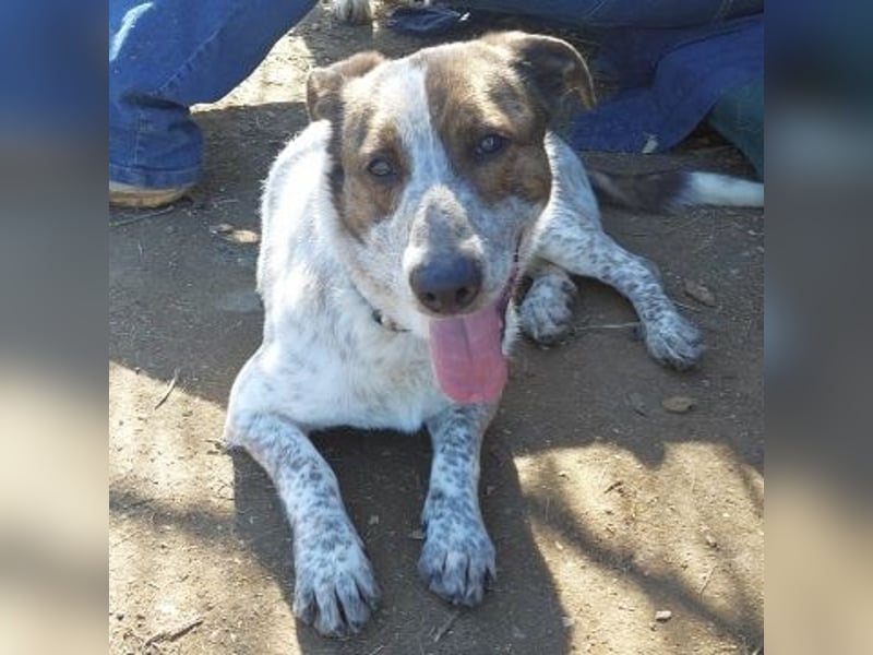 Boubis  - einfach ein freundlicher und guter Hund