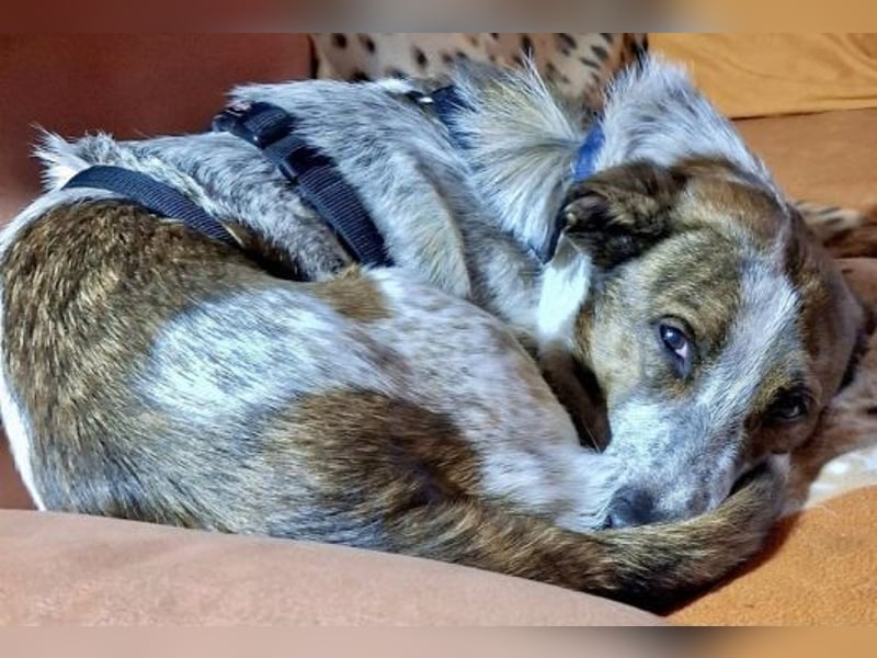 Boubis wartet in 35041 Marburg Boubis wartet in 35041 Marburg