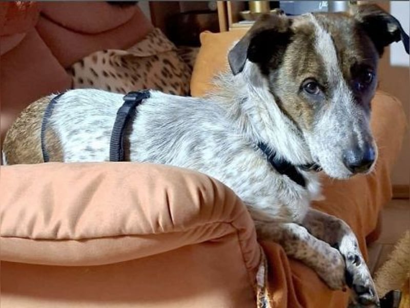 Boubis wartet in 35041 Marburg Boubis wartet in 35041 Marburg