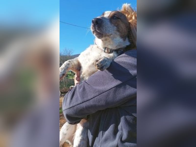 Boubis  - einfach ein freundlicher und guter Hund