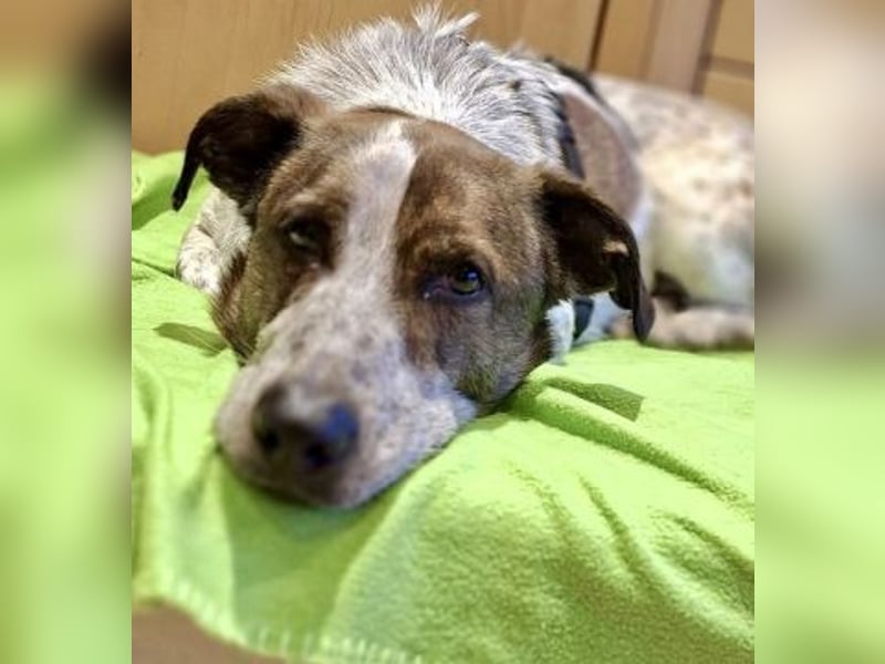 Boubis wartet in 35041 Marburg Boubis wartet in 35041 Marburg