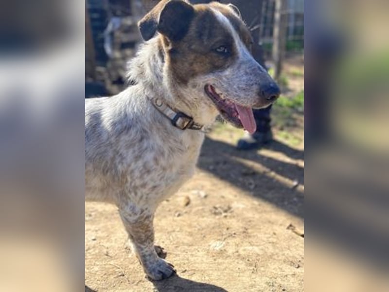 Boubis  - einfach ein freundlicher und guter Hund