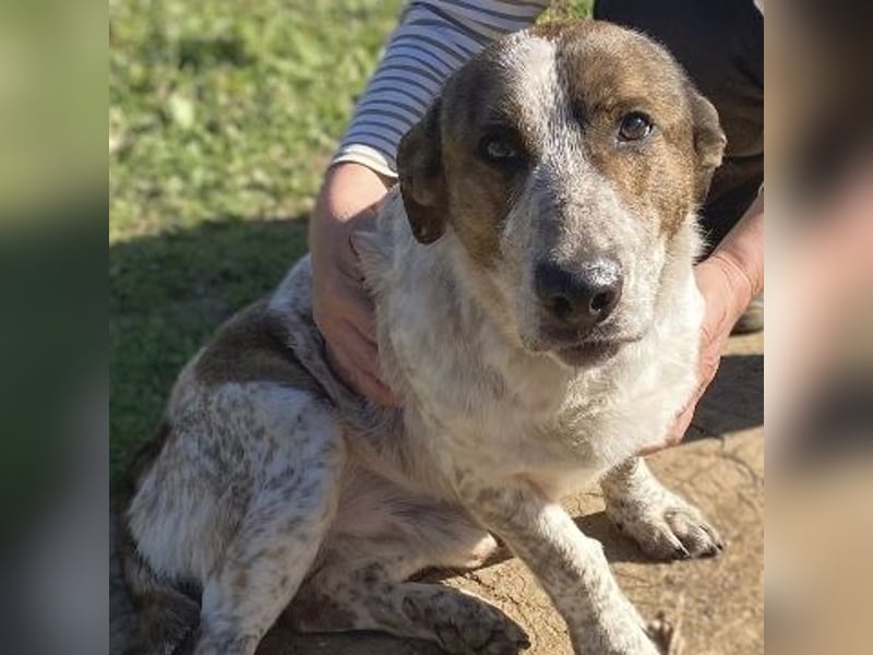 Boubis  - einfach ein freundlicher und guter Hund