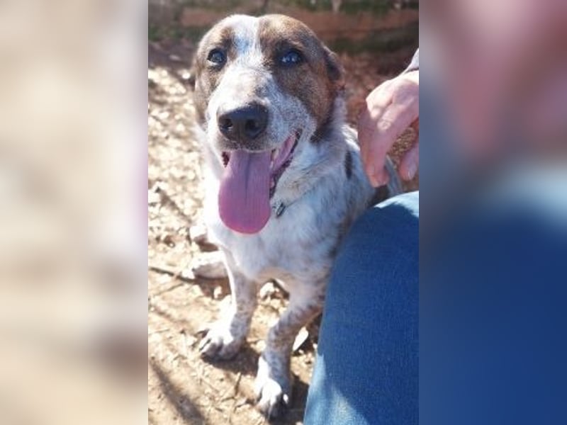 Boubis  - einfach ein freundlicher und guter Hund