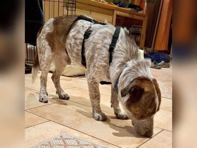 Boubis wartet in 35041 Marburg Boubis wartet in 35041 Marburg