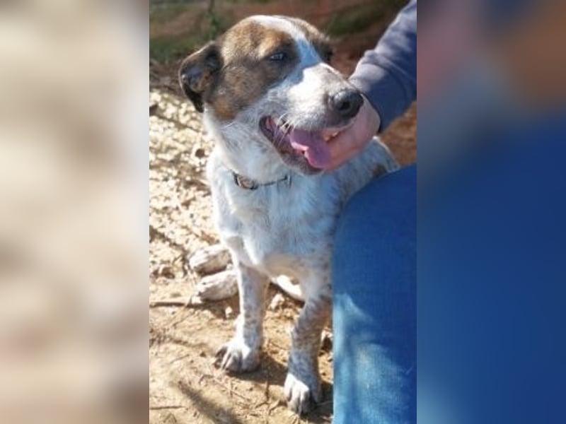 Boubis  - einfach ein freundlicher und guter Hund