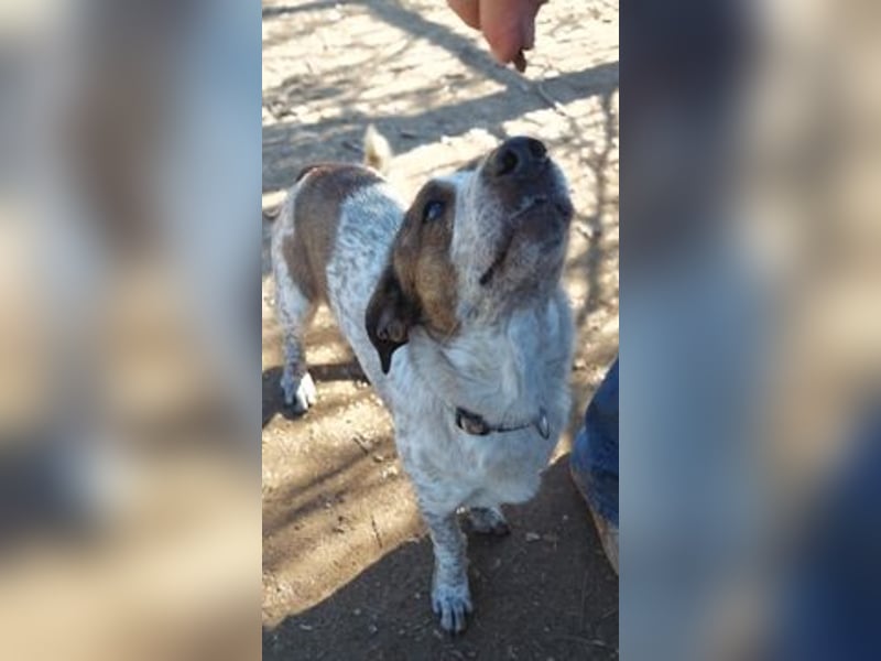 Boubis  - einfach ein freundlicher und guter Hund