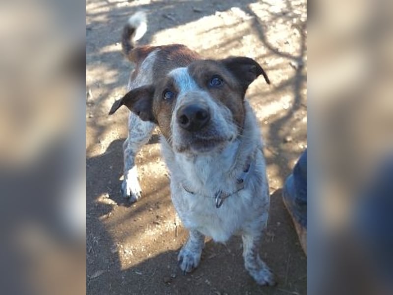 Boubis  - einfach ein freundlicher und guter Hund