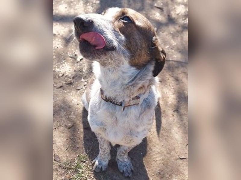 Boubis wartet in 35041 Marburg Boubis wartet in 35041 Marburg