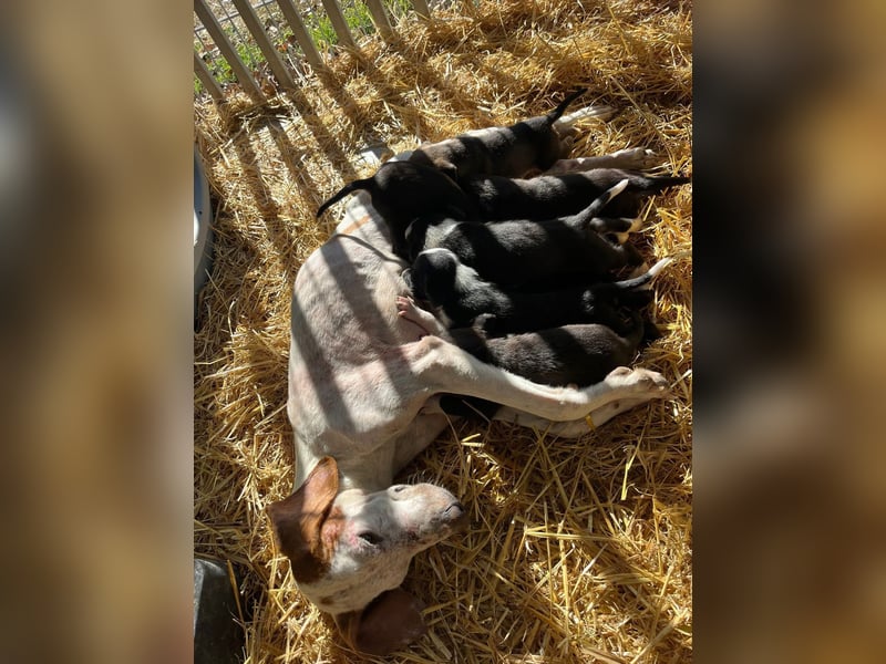 Kleiner Bracken Welpe Mix Nero sucht sein Körbchen