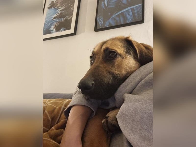 Hübsche Mischlingshündin Jane sucht ihre Kuschelmenschen